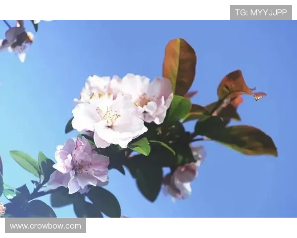 乐竞体育在线登录操作指南,轻松注册登录享受优质体育服务